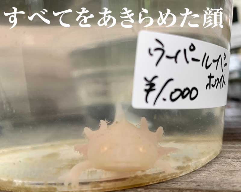 うーぱーるーぱー